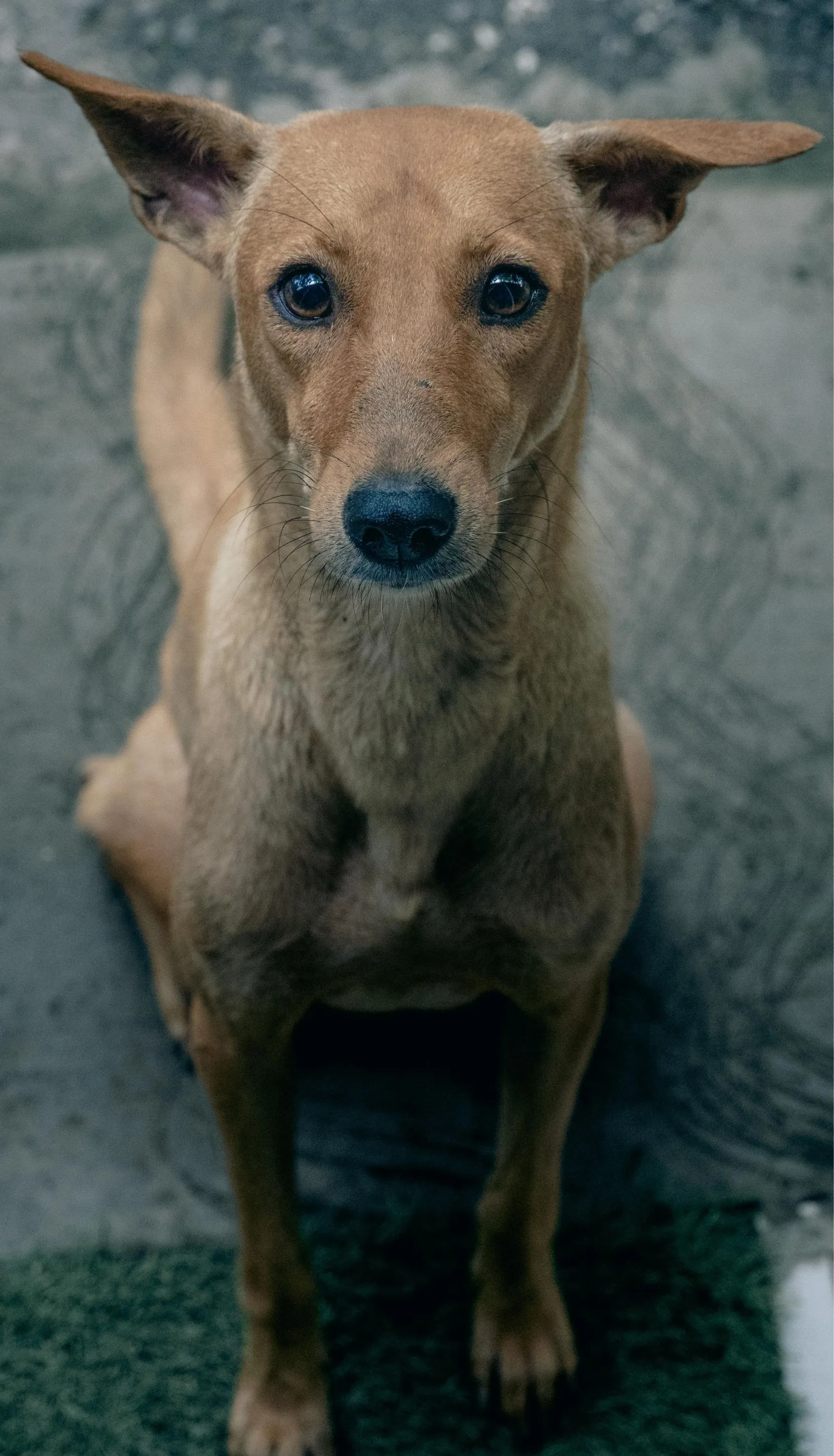 Community dog feeding bowls in Ahmedabad